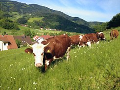 Biorindfleisch aus Oberried